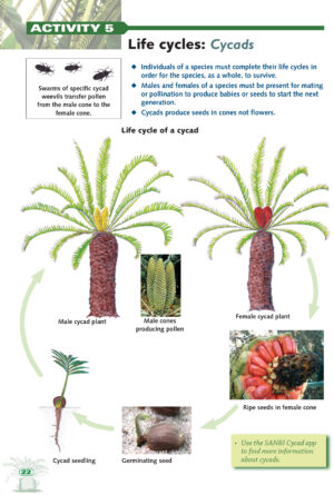 Cycads_22